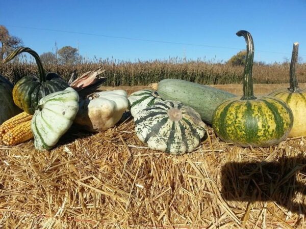 Ellis Fright Night at Cottage Lane Pumpkin Patch