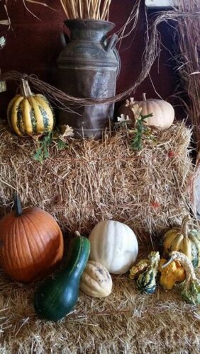 Ellis Fright Night at Cottage Lane Pumpkin Patch