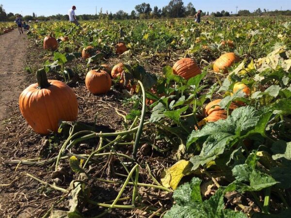 Country Pumpkins