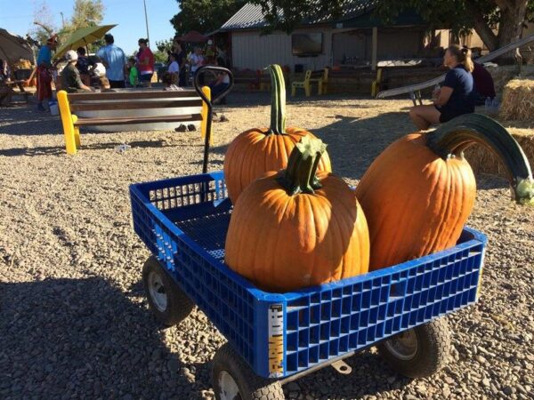 Country Pumpkins