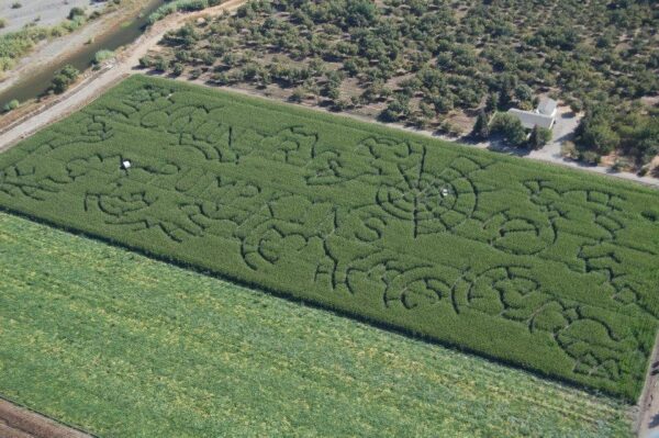 Country Pumpkins