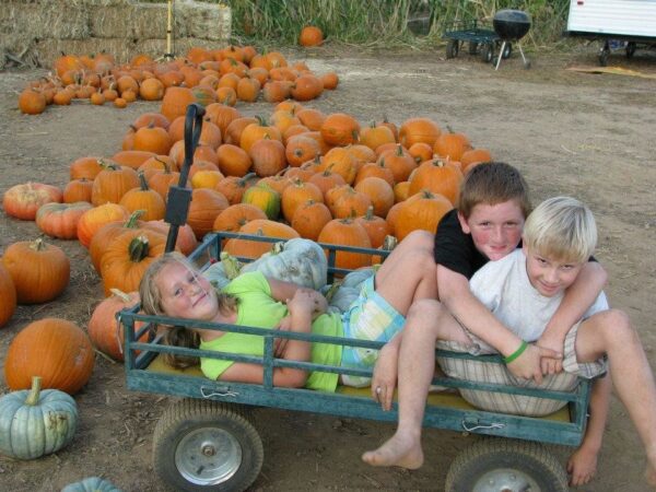 Country Pumpkins