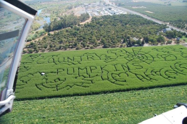 Country Pumpkins