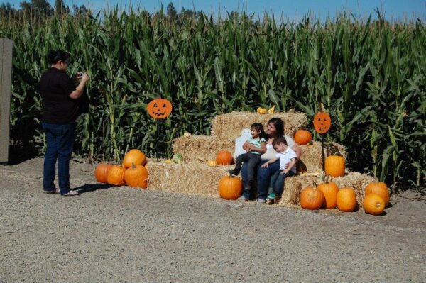 Country Pumpkins