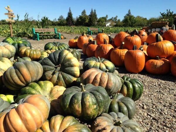 Country Pumpkins