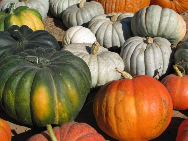 Country Pumpkins