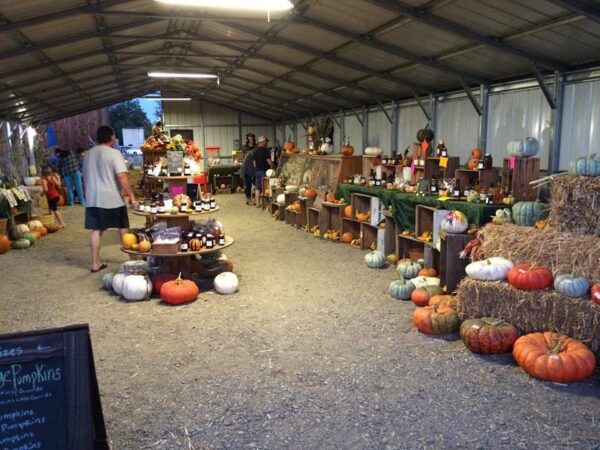 Country Pumpkins