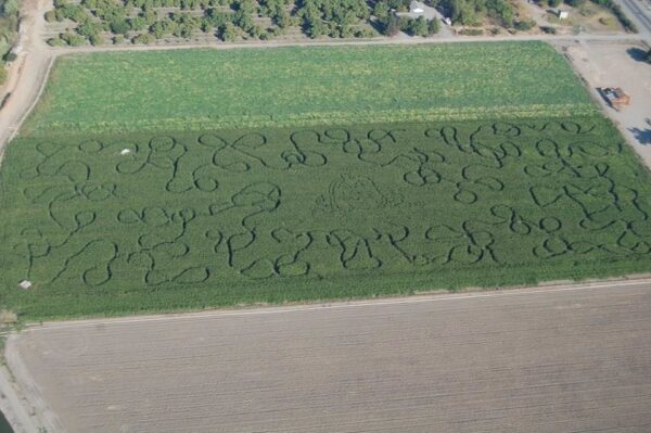 Country Pumpkins