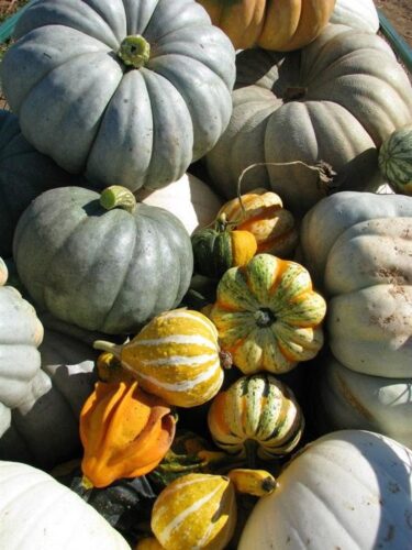 Country Pumpkins