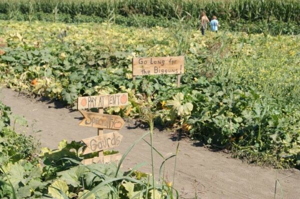 Country Pumpkins