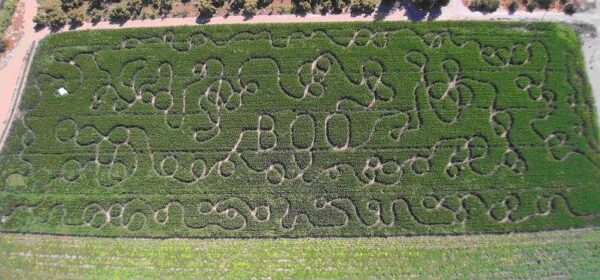 Country Pumpkins