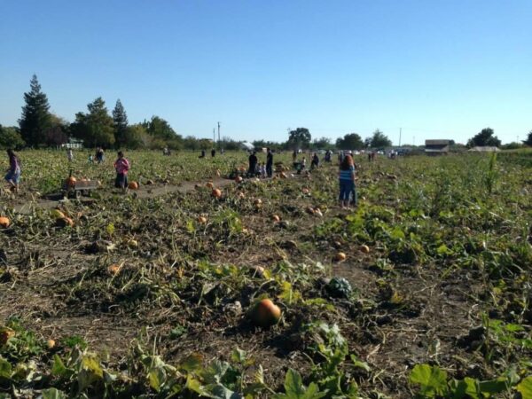 Country Pumpkins