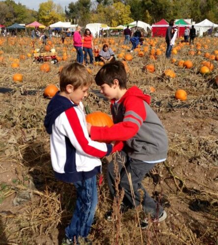 Denver Botanic Gardens Pumpkin Festival