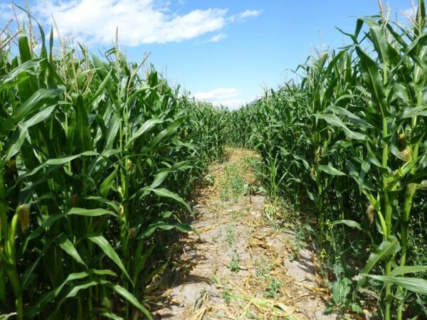 Fritz Corn Maze Haunted Trail & Haunted Barn