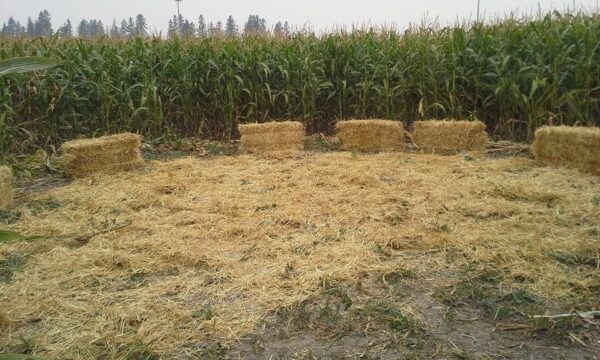 Fritz Corn Maze Haunted Trail & Haunted Barn