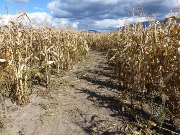 Fritz Corn Maze Haunted Trail & Haunted Barn