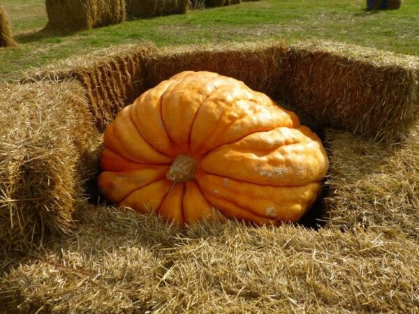 Fritz Corn Maze Haunted Trail & Haunted Barn