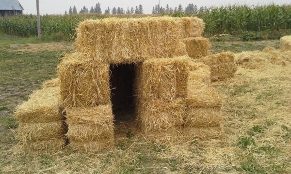 Fritz Corn Maze Haunted Trail & Haunted Barn