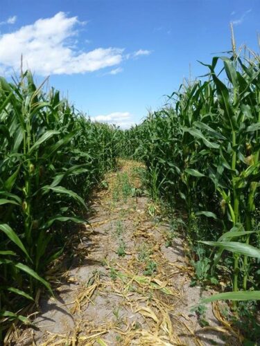 Fritz Corn Maze Haunted Trail & Haunted Barn