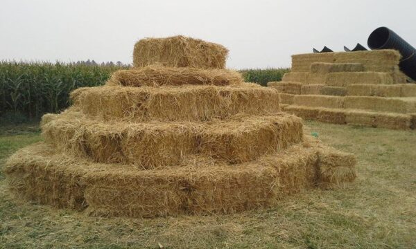 Fritz Corn Maze Haunted Trail & Haunted Barn