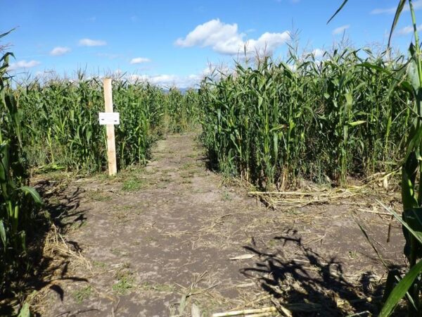 Fritz Corn Maze Haunted Trail & Haunted Barn