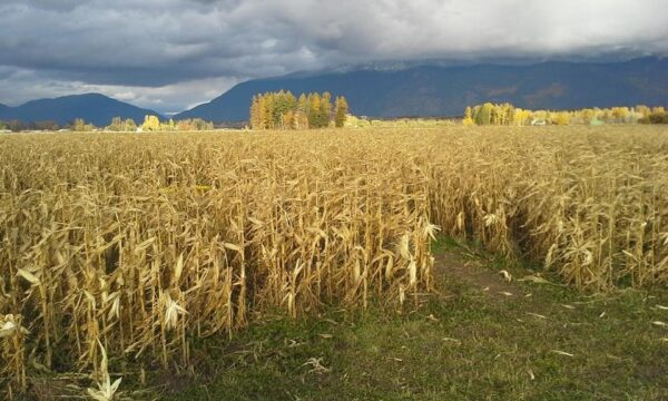 Fritz Corn Maze Haunted Trail & Haunted Barn