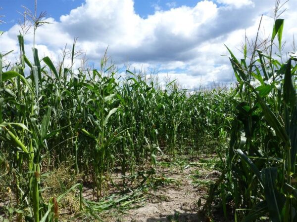 Fritz Corn Maze Haunted Trail & Haunted Barn