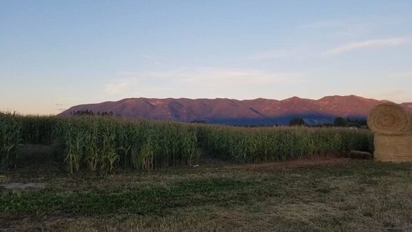 Fritz Corn Maze Haunted Trail & Haunted Barn