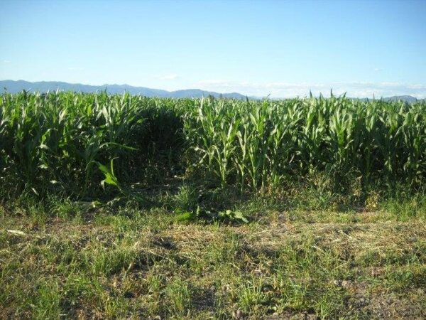 Fritz Corn Maze Haunted Trail & Haunted Barn