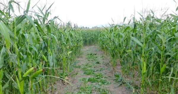 Fritz Corn Maze Haunted Trail & Haunted Barn