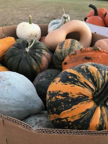 Froehlich's Farm Haunted Hayride and Fall Festival