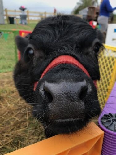 Froehlich's Farm Haunted Hayride and Fall Festival