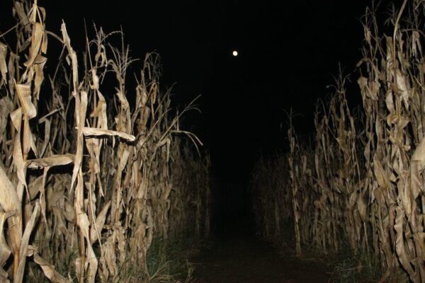 Fun Time Farms Corn MAiZE