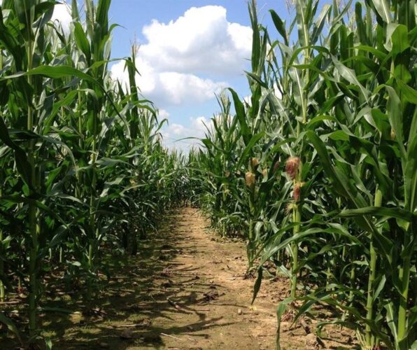 Fun Time Farms Corn MAiZE