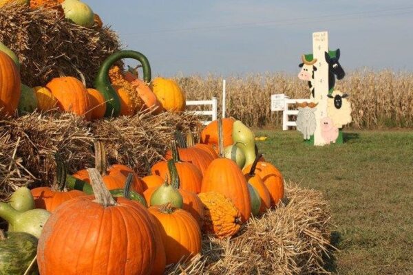 Fun Time Farms Corn MAiZE