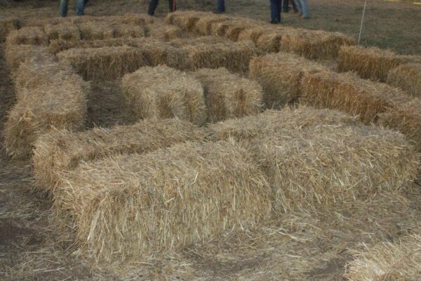 Fun Time Farms Corn MAiZE