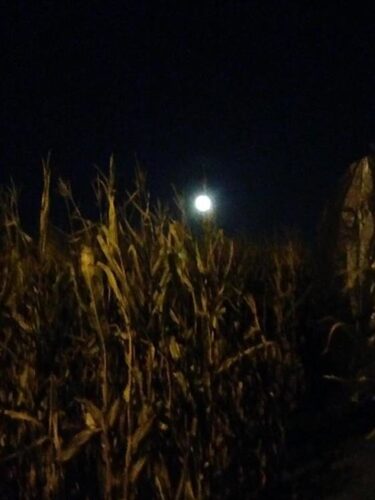 Fun Time Farms Corn MAiZE