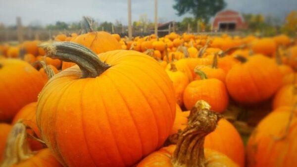 Fusilier Family Farms