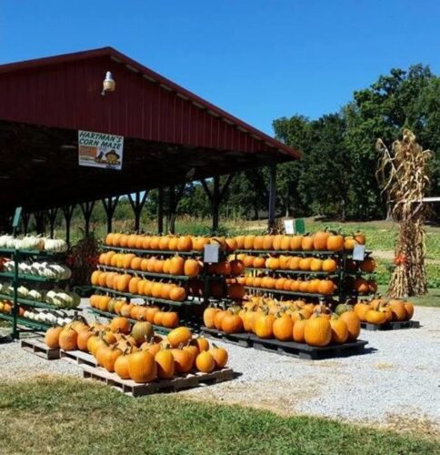 Hartman's Haunted Corn Maze & Zombie Paintball Hunting