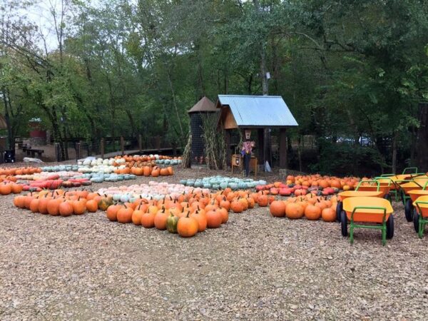 Haunted Corn Maze at Copper Creek