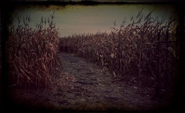 Haunted Corn Maze Moorhead