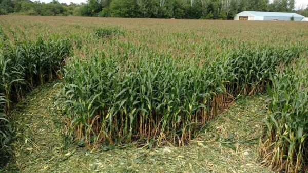 Haunted Corn Maze Moorhead