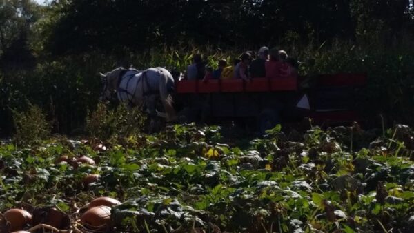 Haunted Maze at Mayr Family Farm