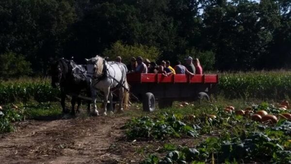 Haunted Maze at Mayr Family Farm