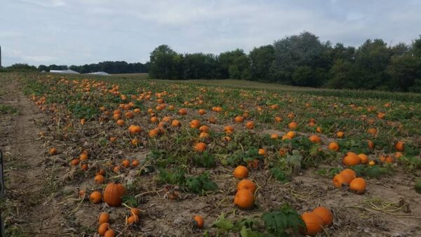 Haunted Maze at Mayr Family Farm