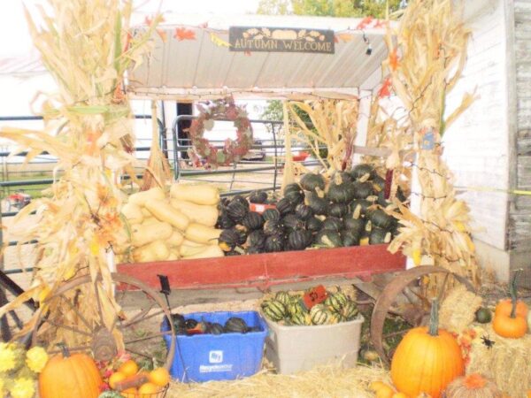 Haunted Maze at Mayr Family Farm