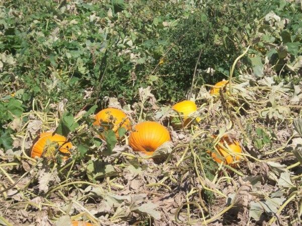 Haunted Maze at Mayr Family Farm