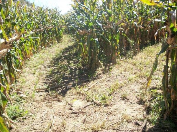 Haunted Maze at Mayr Family Farm