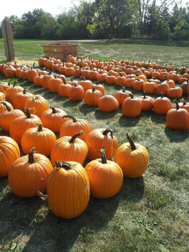 Haunted Maze at Mayr Family Farm