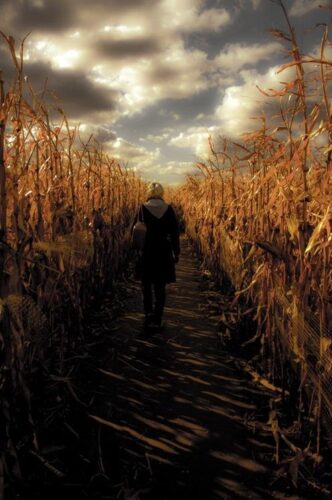 Jonamac Orchard Haunted Corn Maze